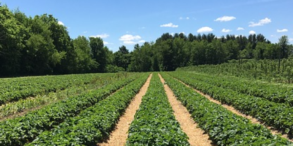 crop-rows-1-e1503606054186